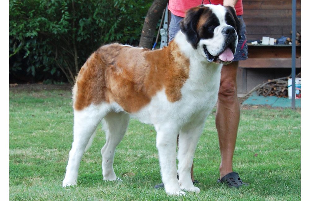Fosca